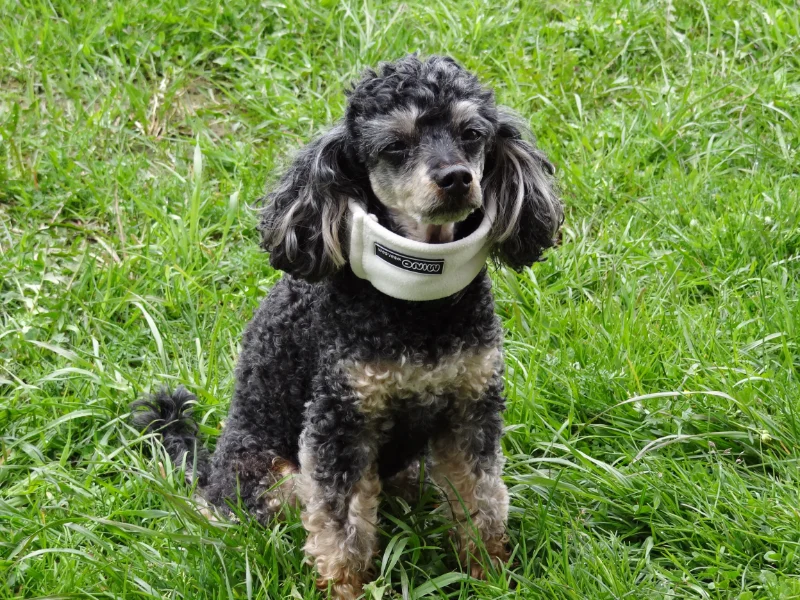 chien blesse 01