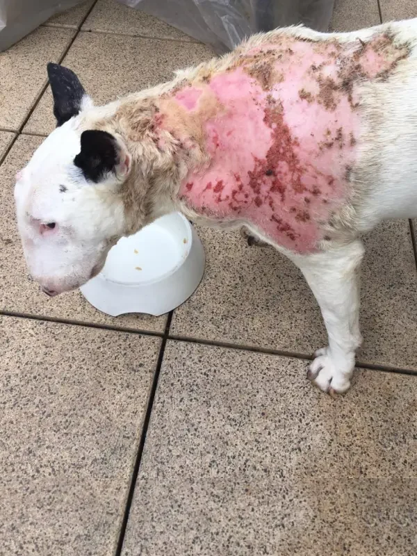 chien brulure barbecue électrique 02