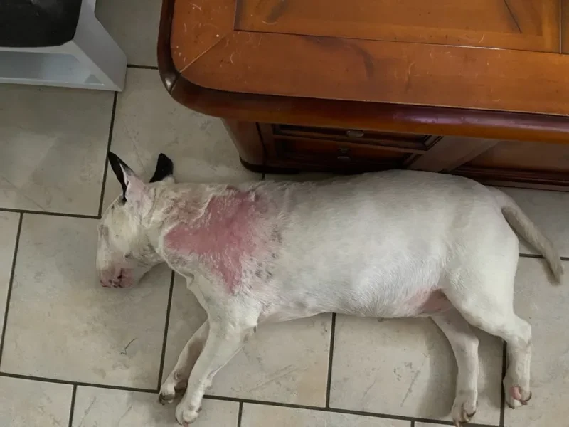 chien brulure barbecue électrique apres3semaines 01