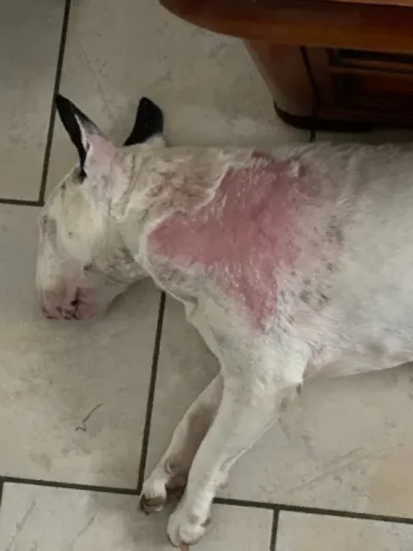 chien brulure barbecue électrique apres3semaines 02