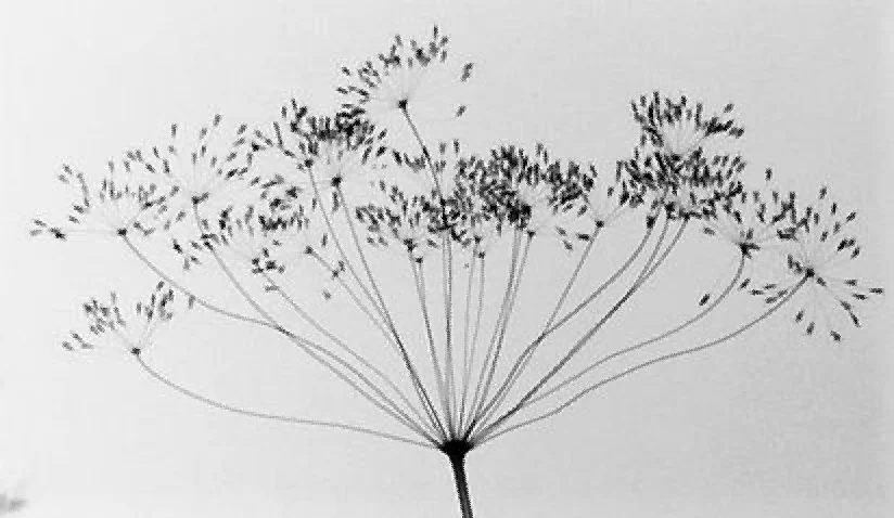 logo un temps en foret 01