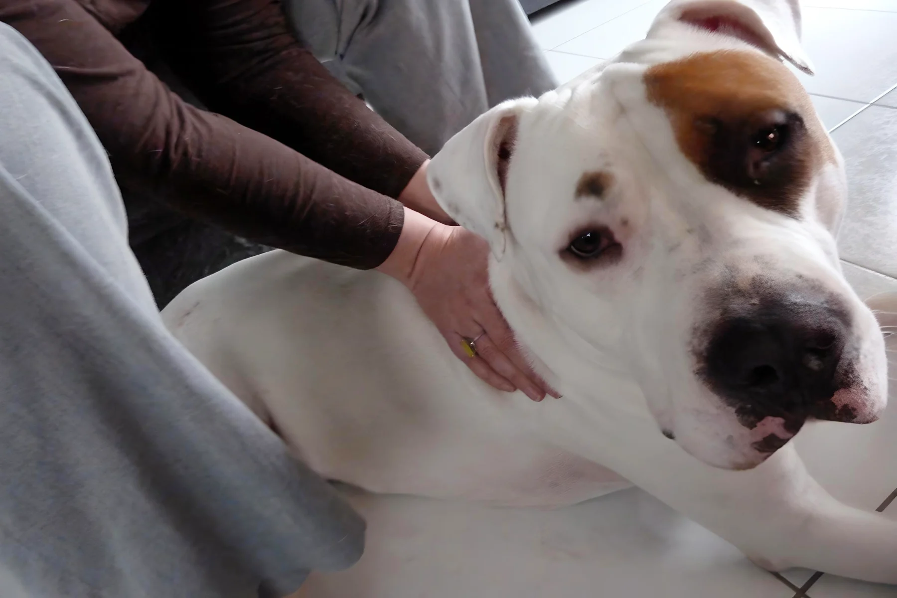 magnetisme sur chien 01