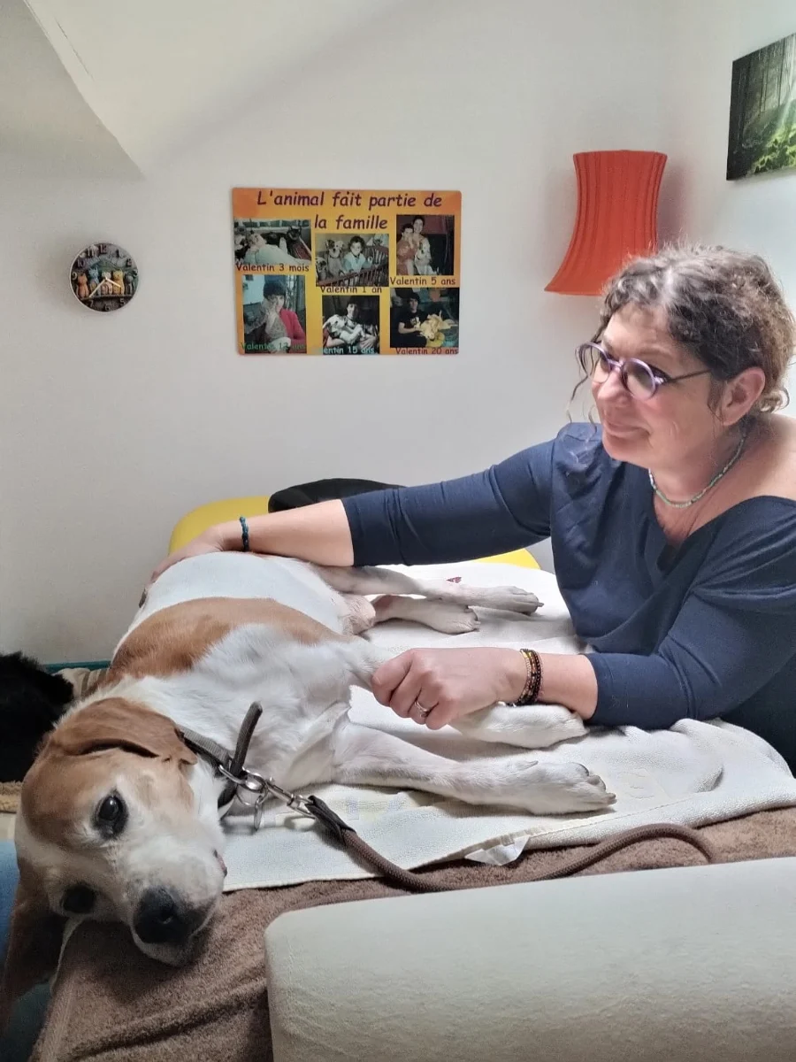 magnetisme sur chien 02