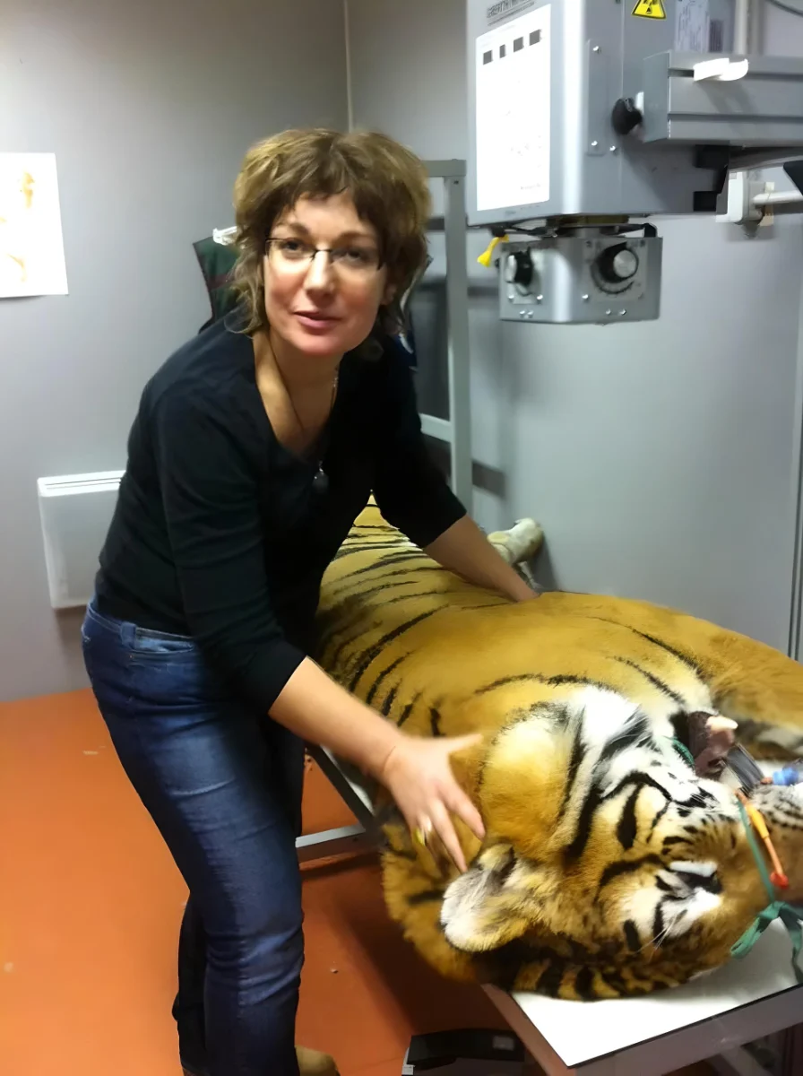 massage energetique sur tigre zoo amneville 01