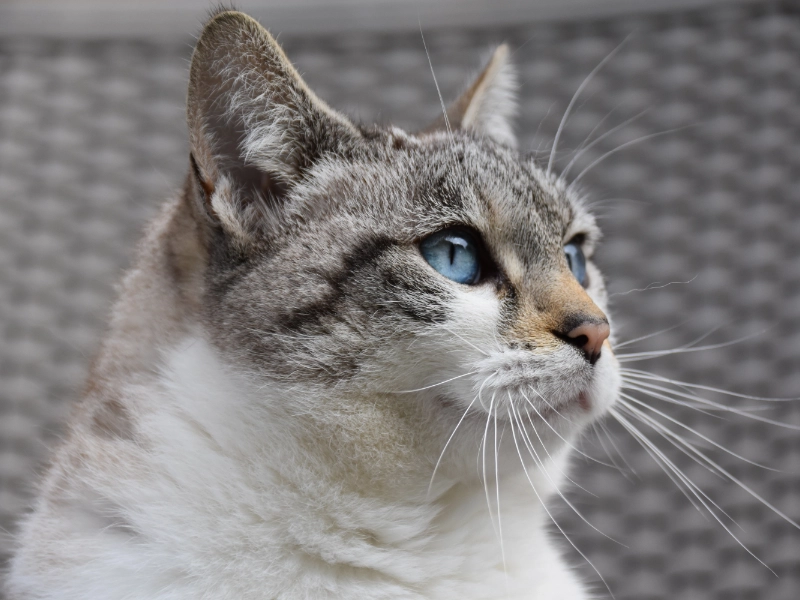 ronronnement chat 01