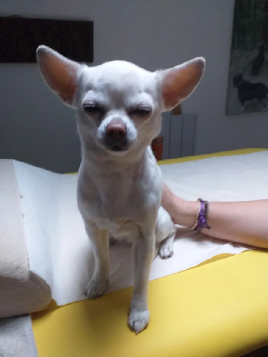 soins energetiques sur chien 01