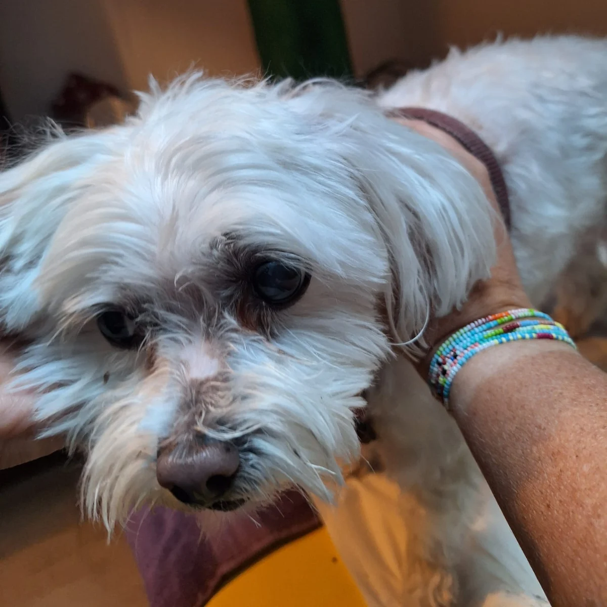 soins energetiques sur chien 03