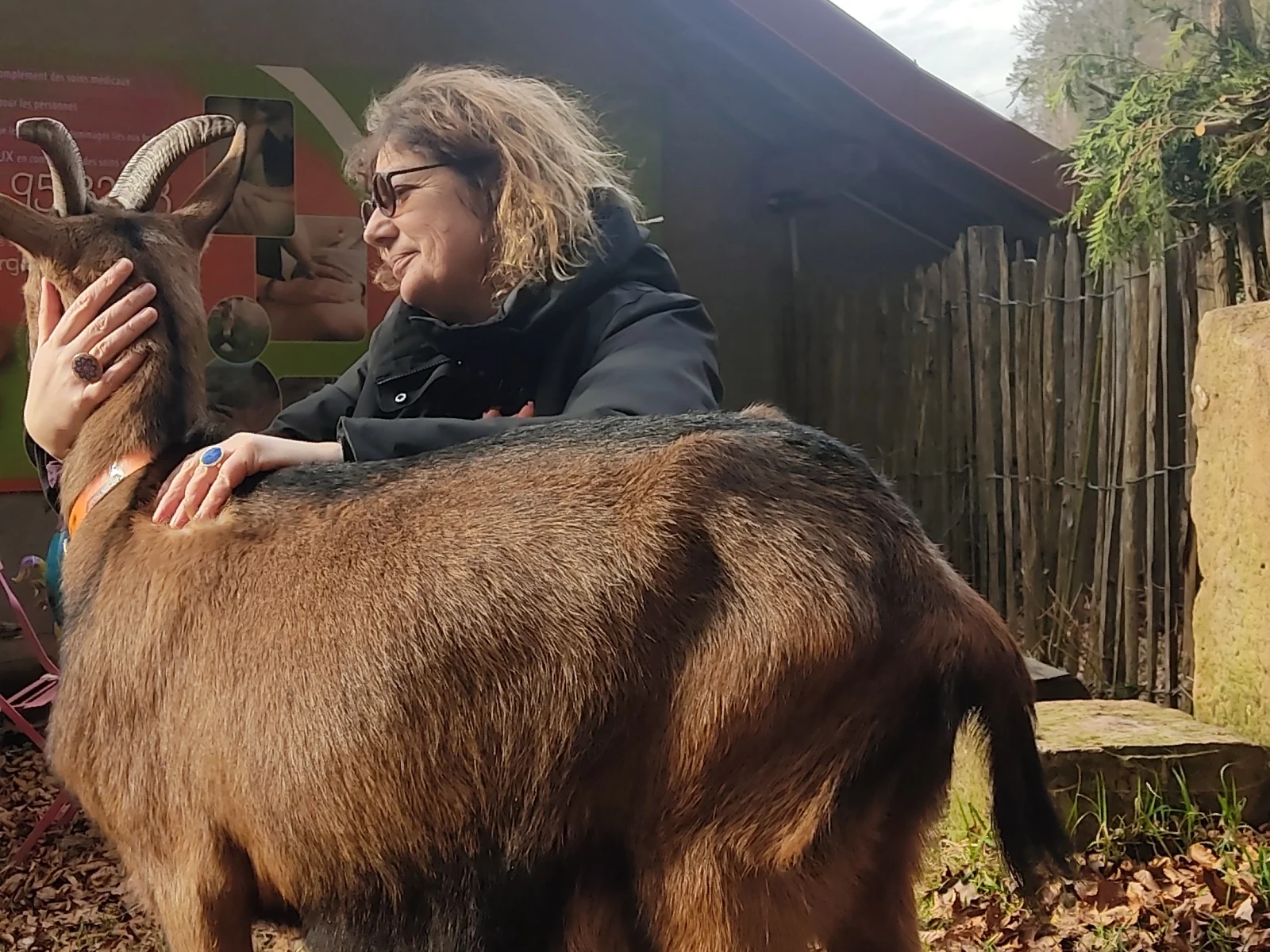 soins magnetisme sur bouc 01