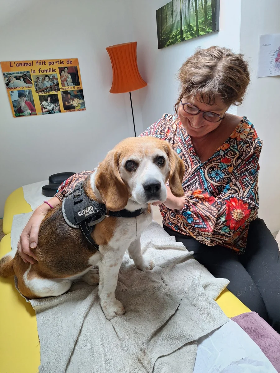 soins magnetisme sur chien 02